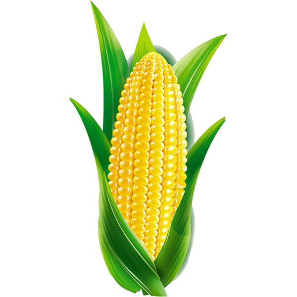 АгроСтройСнаб - оптовые поставки кукурузы Южного федерального округа